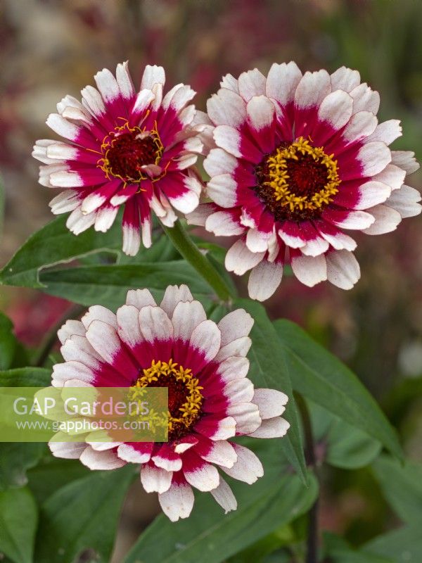 Zinnia elegans 'Swizzle cherry and Ivory' August Summer