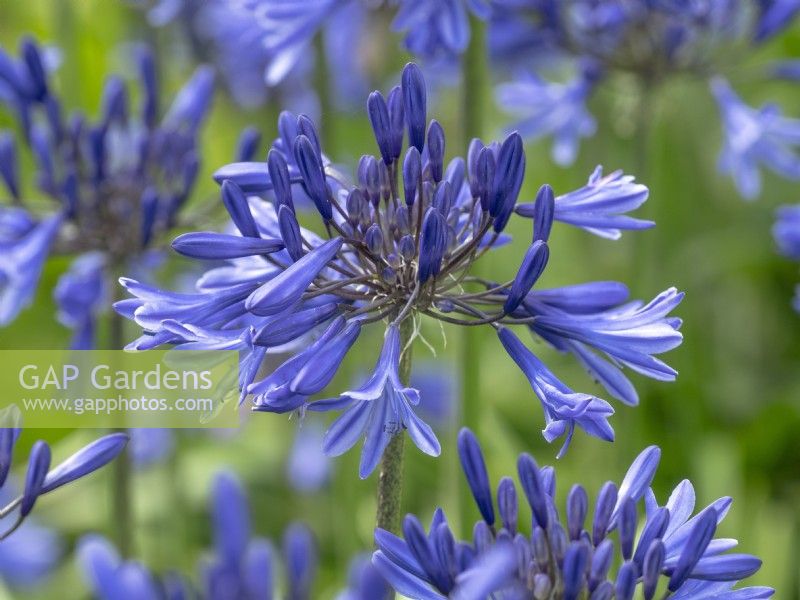 Agapanthus 'Navy Blue' in Flower Early August