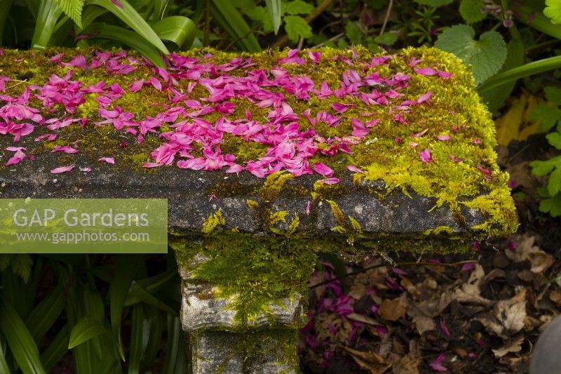 Pink petals on an old moss covered stone bench in the Crathes Castle Walled Garden.