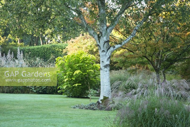 View of Betula papyrifera 'Canoe Birch' on Lower Lawn at Knoll Gardens in Dorset 