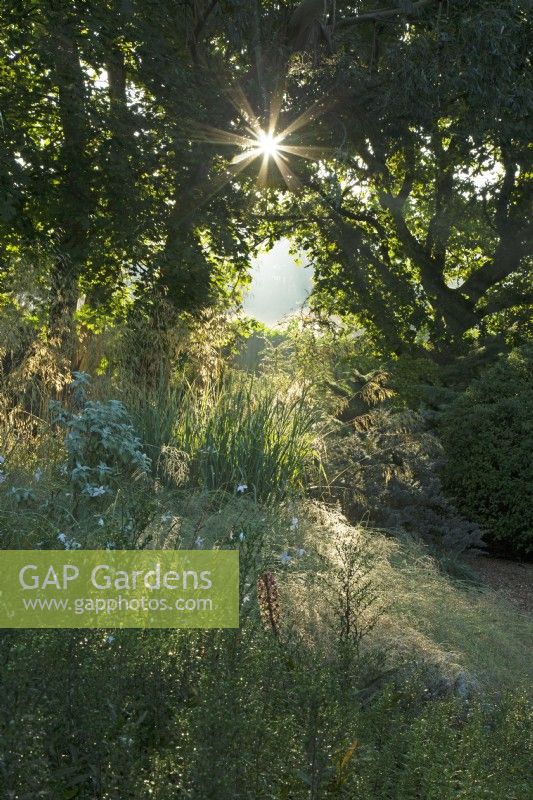Sunlit ornamental grasses at Knoll Gardens in Dorset