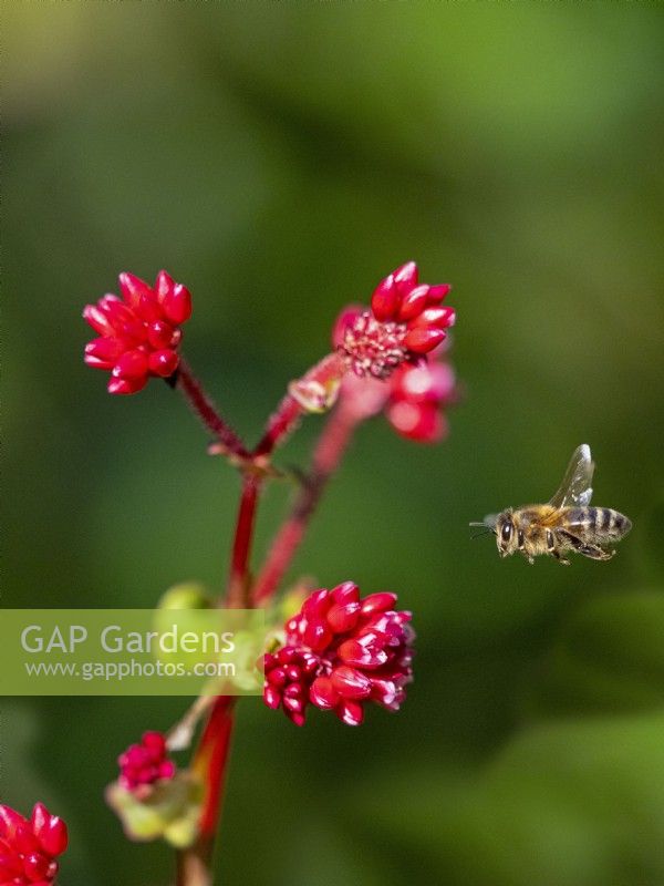   Honey Bee Apis mellifera collecting pollen from Persicaria chinense var. ovalifolium 'Indian Summer' 
