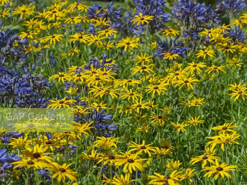 Rudbeckia fulgida and Agapanthus Navy Blue in border Summer August