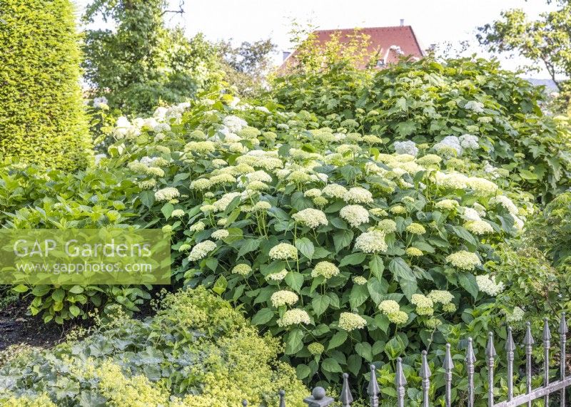 Planting with Hydrangea arborescens, summer August