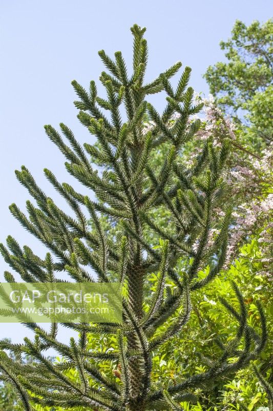 Araucaria araucana, summer June
