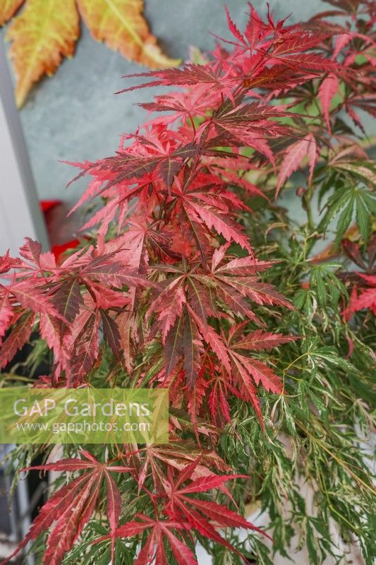 Acer palmatum Lileeanne's Jewel Extravaganza, spring May