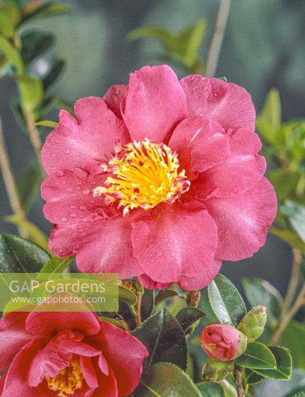 Camellia japonica Red Wing, autumn November
