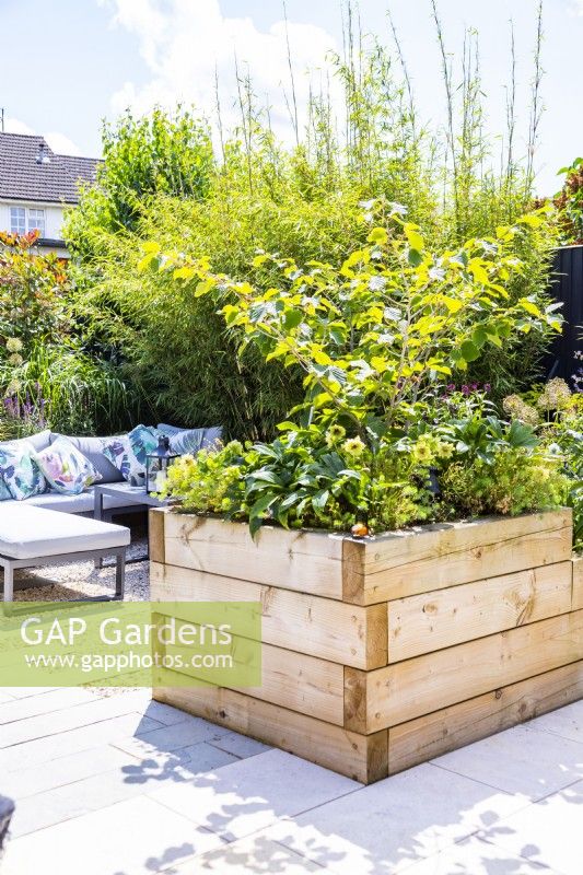 Raised wooden bed planted with Hellebores and Hamamelis 'Jelena' - Hazel with seating area behind