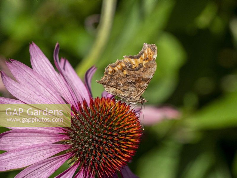 Comma butterfly, Polygonia c-album on Echinacea