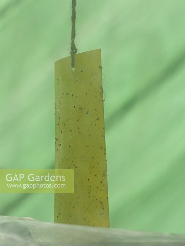 Sticky paper hung in glass house to catch flying pests