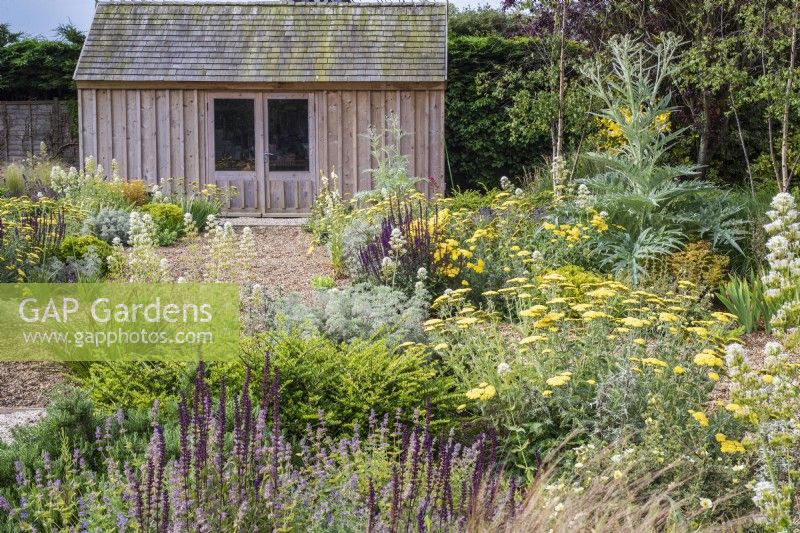 Wooden shed in gravel garden with mixed planting including: Lonicera nitida 'Maigrum'; Cardoon; Artemisia 'Powis Castle'; Achillea 'Moonshine
