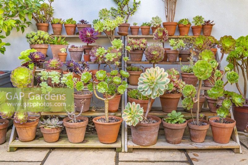 Display of Aeonium species and varieties in pots on wooden staging on a patio
