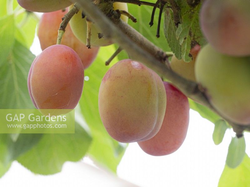Victoria plums ripening ready for harvest.