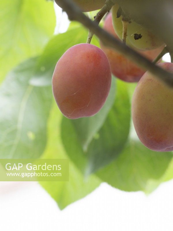 Victoria plums ripening ready for harvest.