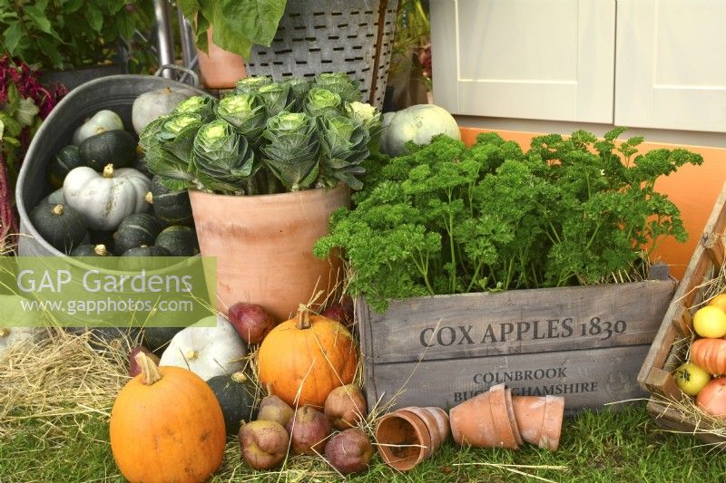 Display of harvested produce in variety of containers included: parsley, mixed winter squash, ornamental cabbages,