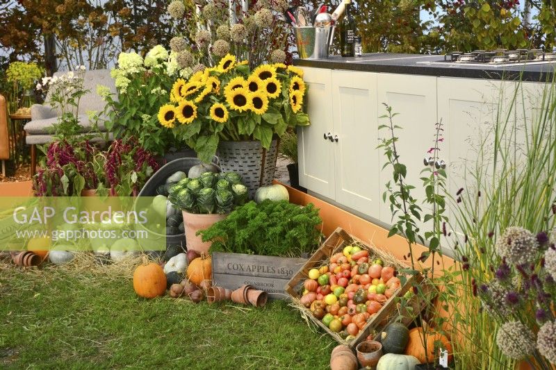  Display of harvested produce in variety of containers included: parsley, mixed pumpkins, ornamental cabbages, tomatoes,  bouquet of sunflowers and hydrangea.