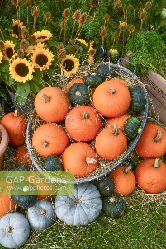 Display of harvested pumpkins and other winter squash, bouquet of sunflowers and Dipsacus sativus.