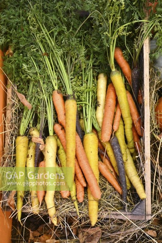 Freshly-harvested carrots, a mix of different root colours, in wooden box.