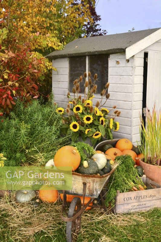 Display of harvested produce, including mixed winter squash in a wheelbarrow, by a garden shed.