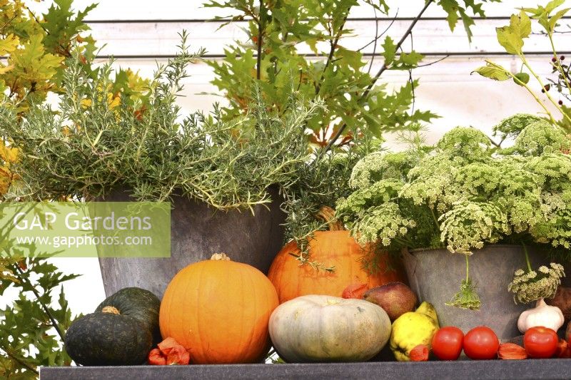 Display of harvested produce, including mixed winter squash, Ammi majus and rosemary.