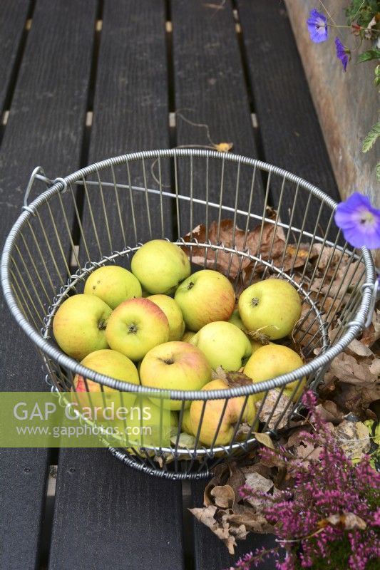 Fresh picked apples in a steel basket.