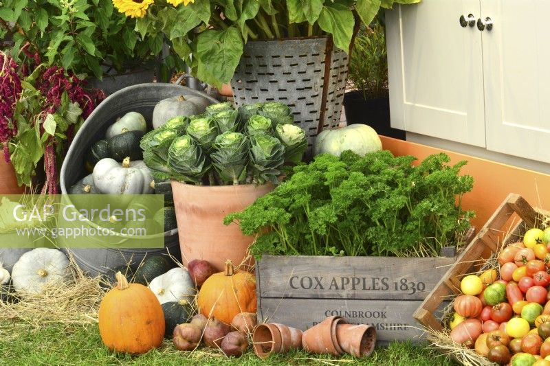 Display of harvested parsley, mixed winter squash and pumpkins, ornamental cabbages and tomatoes.