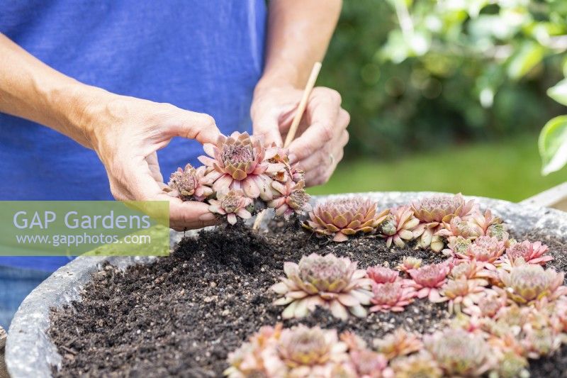 Woman planting red Sempervivums in shallow container in the shape of the number three