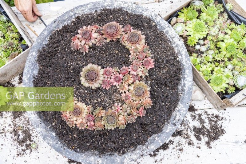 Red Sempervivums planted in shallow container in the shape of the number three