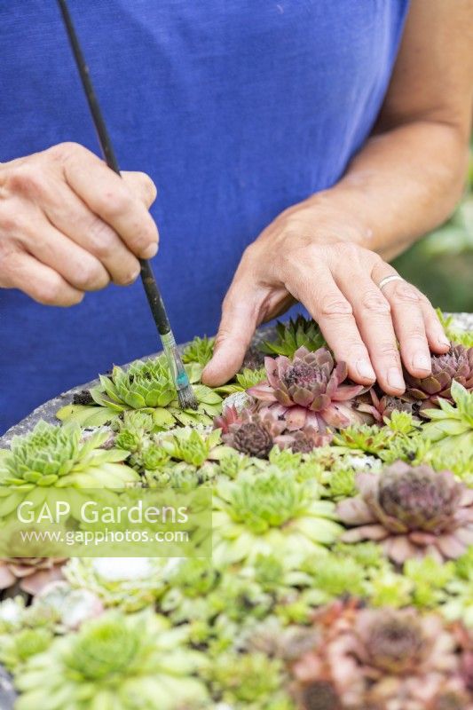 Woman brushing compost off the surface of the Sempervivums