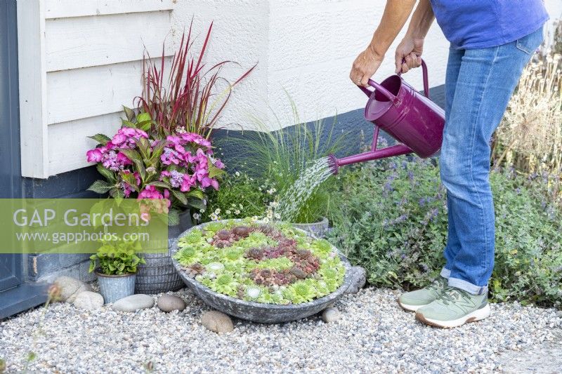 Woman watering Sempervivum house number planter