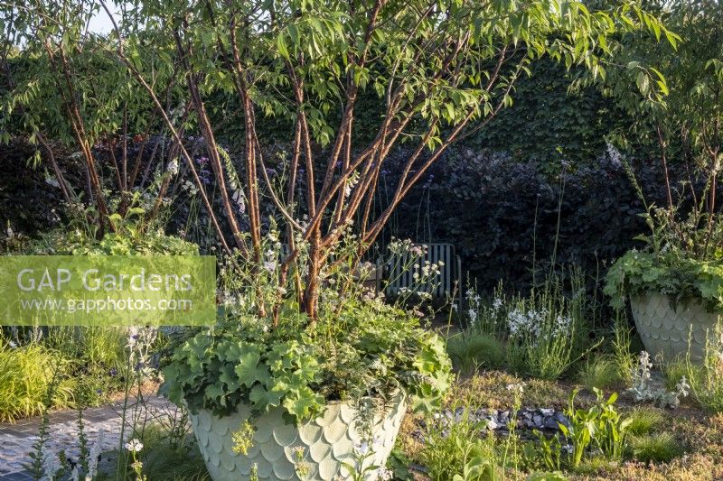 A planter filled with a Multi-stemmed Prunus serrula, Alchemilla mollis The Traditional Townhous Garden. Designed by: Lucy Taylor