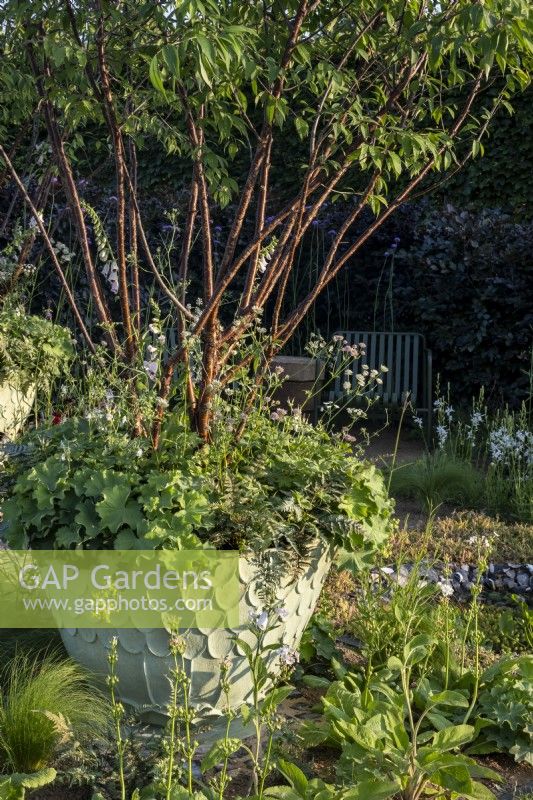 A planter filled with a Multi-stemmed Prunus serrula, Alchemilla mollisThe Traditional Townhous Garden. Designed by: Lucy Taylor