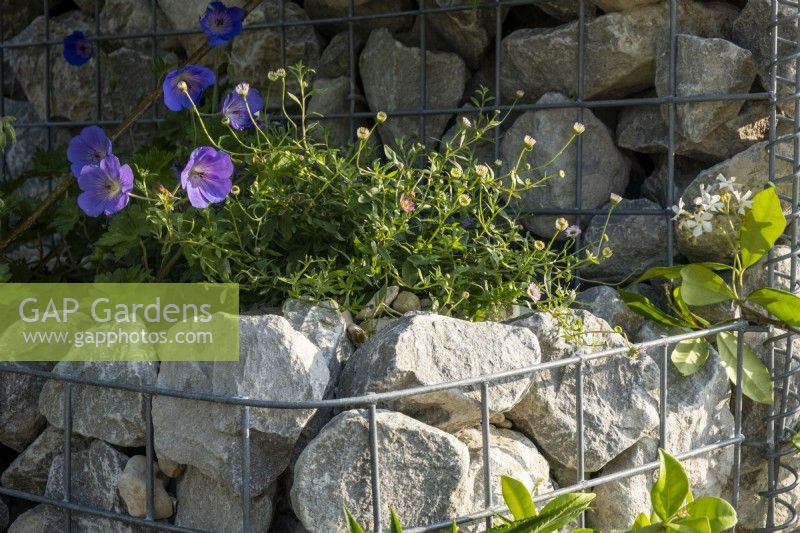 Geranium 'Johnston Blue' and Erigeron karvinskianus, growing amonst the rubble wall on in the Nurturing Nature in the City, Designed by Caroline  and  Peter Clayton.