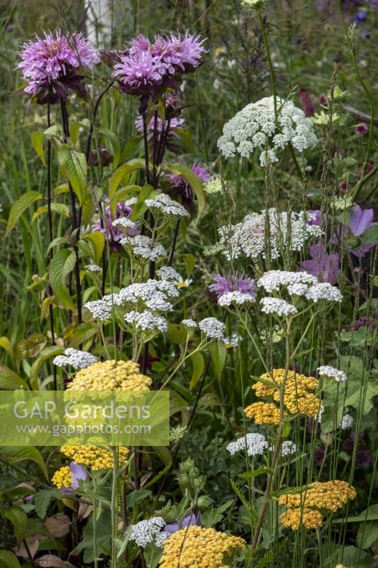 A collection of yarrow plants, including Achillea millefolium 'TerraCotta', with Monarda 'Croftway Pink' and Ammi visnaga.