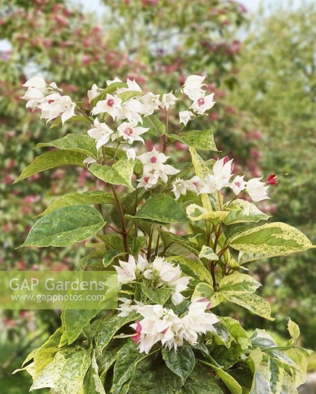 Clerodendrum thomsoniae Variegata sp variegated, summer June