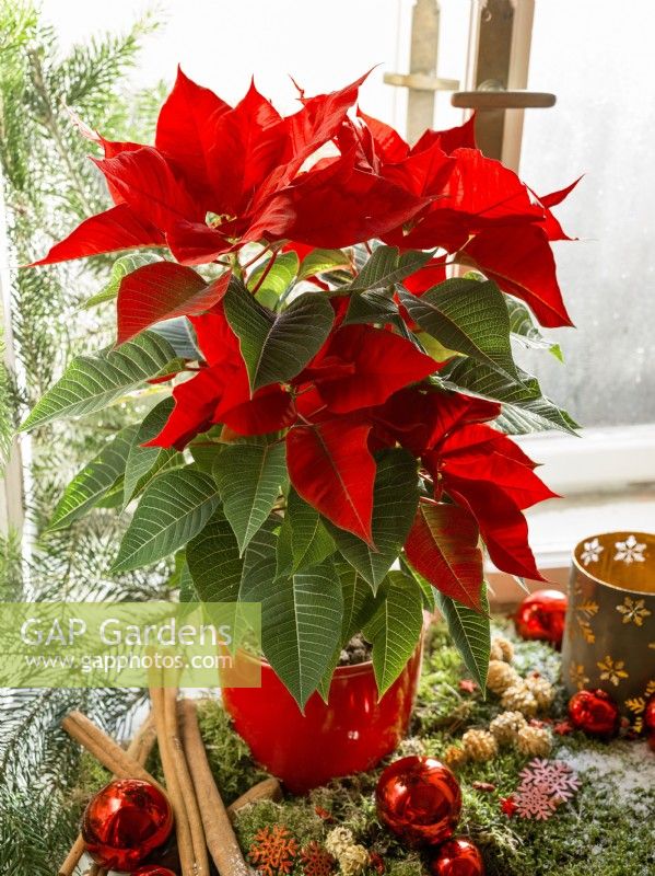 Christmas decoration with Euphorbia pulcherrima, winter December