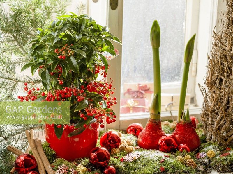 Christmas decoration with Amaryllis and Ardisia, winter December