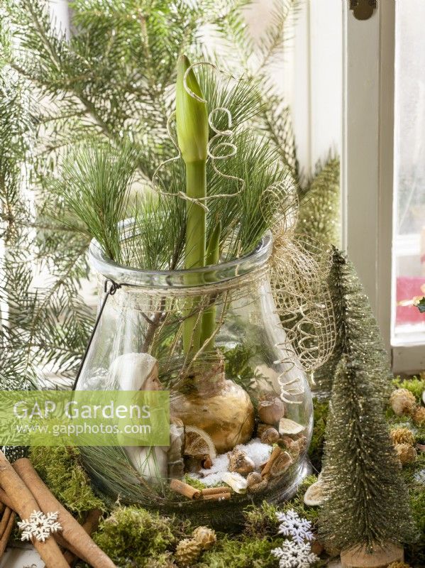 Christmas decoration with waxed Amaryllis bulb in glass jar, winter December