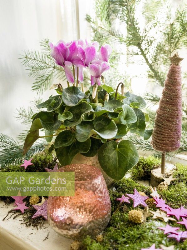 Christmas decoration with Cyclamen, winter December
