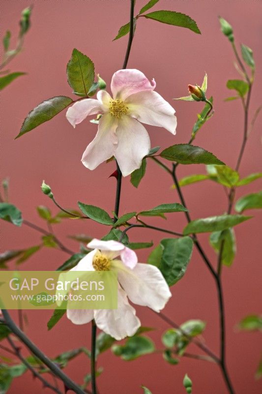 Rosa odorata Mutabilis - rose Mutabilis, China rose