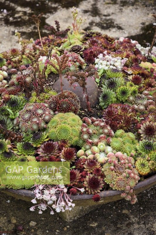 Sempervivums in a shallow metal container in August