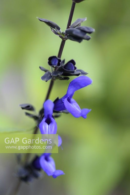 Salvia 'Black and Blue' in August
