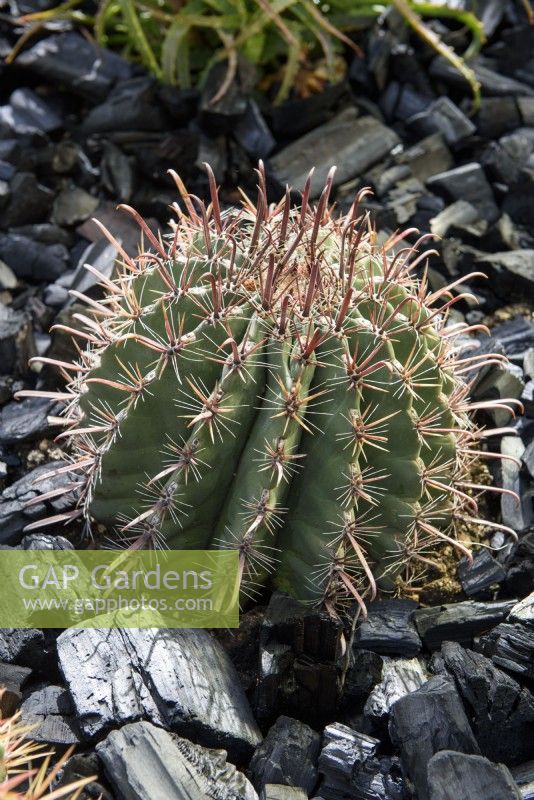 Ferocactus townsendianus mulched with charcoal