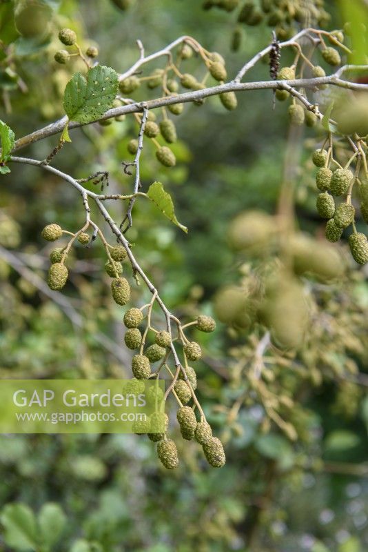 Alnus glutinosa - Alder with female fruits in autumn