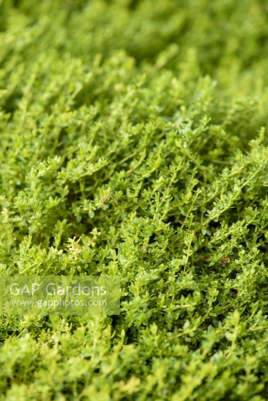 Herniaria glabra - Smooth Rupturewort used as lawn substitute