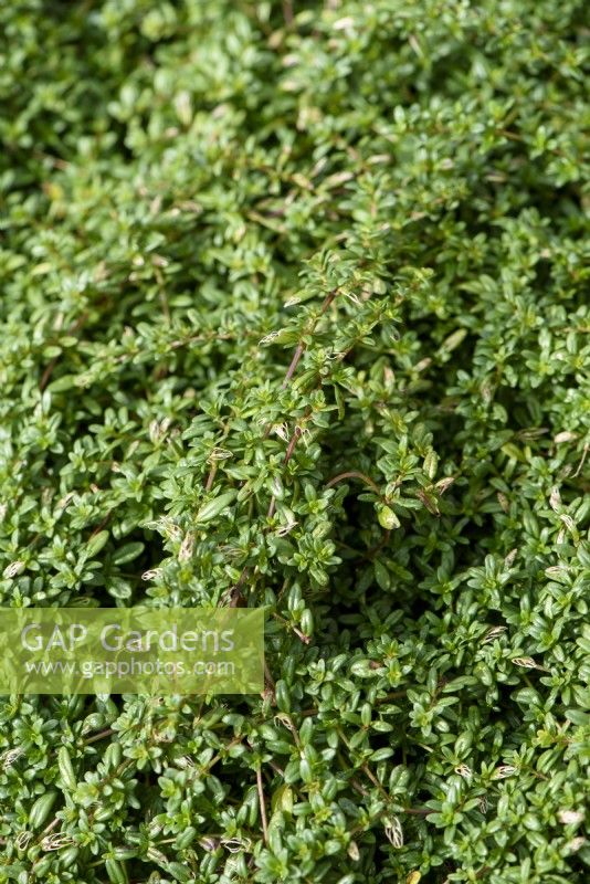 Thymus longicaulis - Thyme used as lawn substitute
