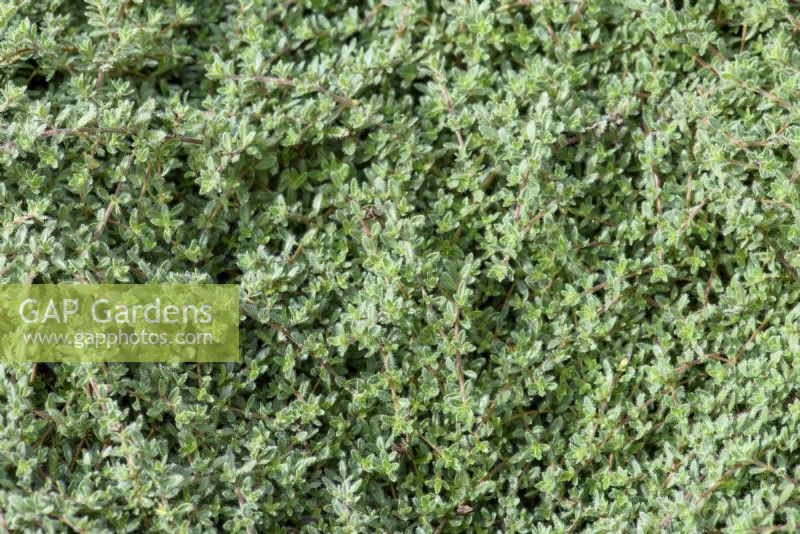 Thymus ciliatus - Thyme used as lawn substitute