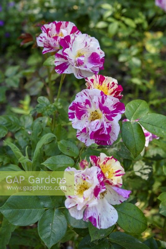 Rosa gallica var. officinalis 'Versicolor' - Rosa mundi