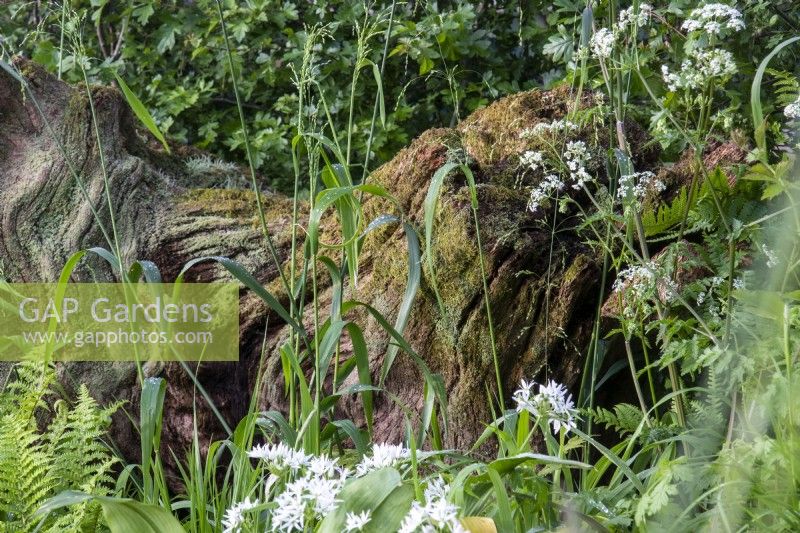 Wildflowers around mossy tree stump - RHS Malvern Spring Festival 2023 - Greener Gloucestershire NHS Garden  - Designer Laura Ashton-Phillips