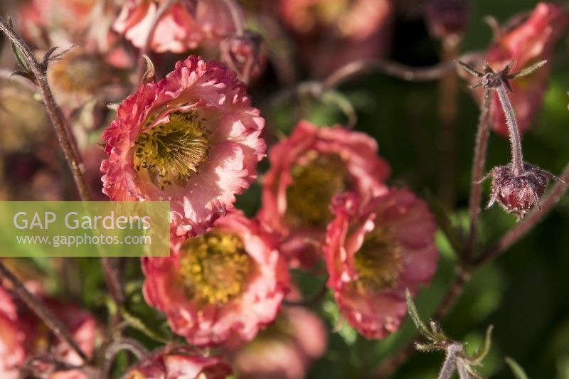 Geum 'Pink Petticoats' - RHS Malvern Spring Festival 2023 - Bee Positive, Bee Kind, Bee Aware - Designers Rick Ford, Katie Gentle